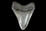 Fossil Megalodon Tooth - Serrated Blade #95317-2